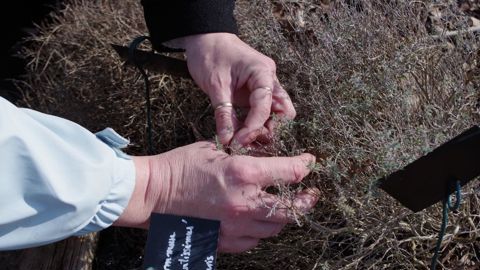 La mise en place de jardins thérapeutiques peut être bénéfique sur le comportement de certains malades ©FFJNS